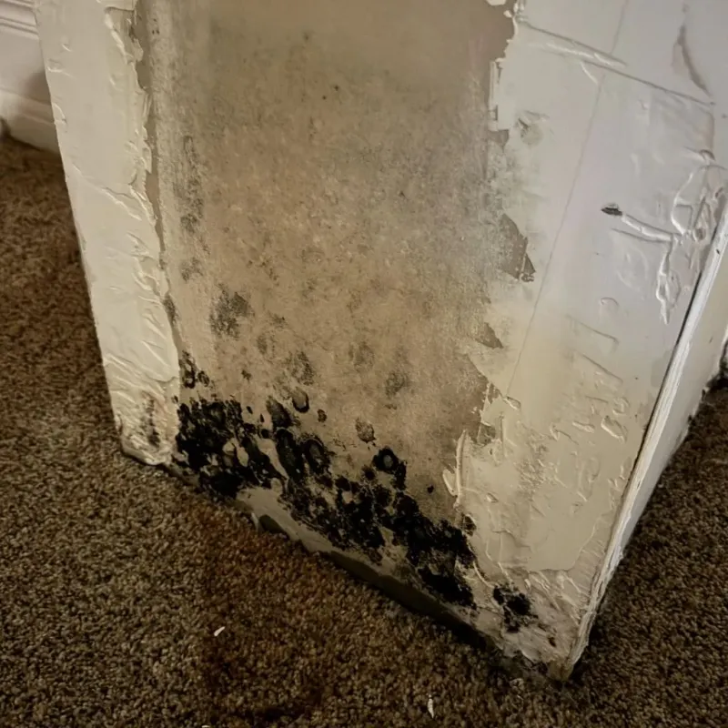 Professional Mold Removal in Evans County, GA